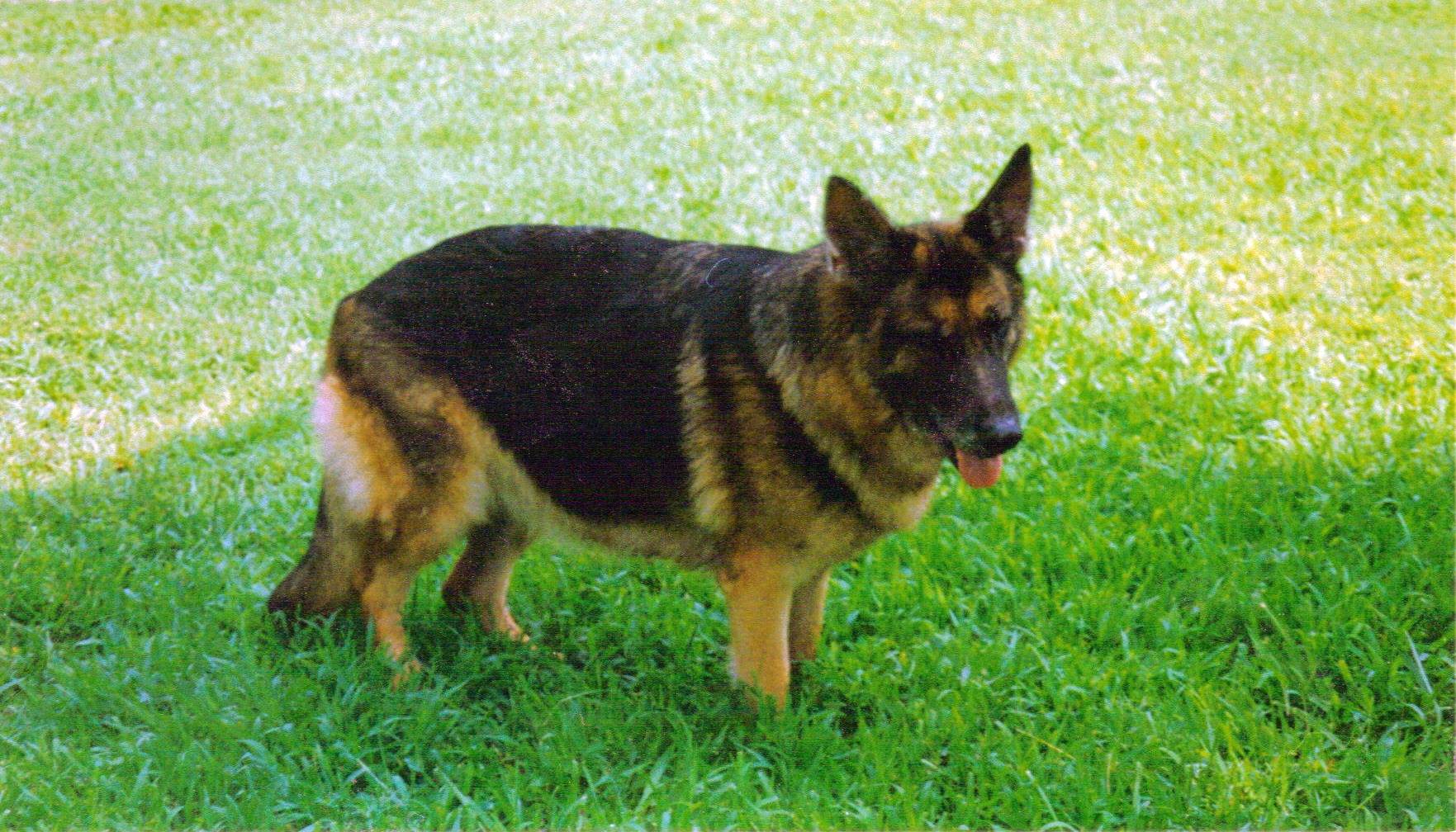Vomgehrhaus Com German Shepherd Dogs Training And Pet Care Services