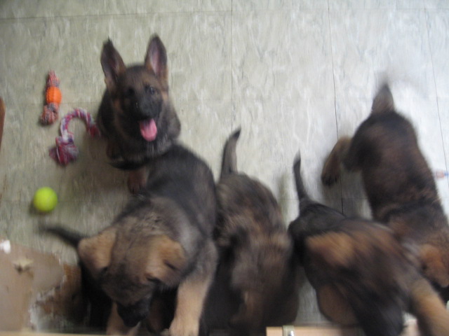 Vomgehrhaus Com German Shepherd Dogs Training And Pet Care Services