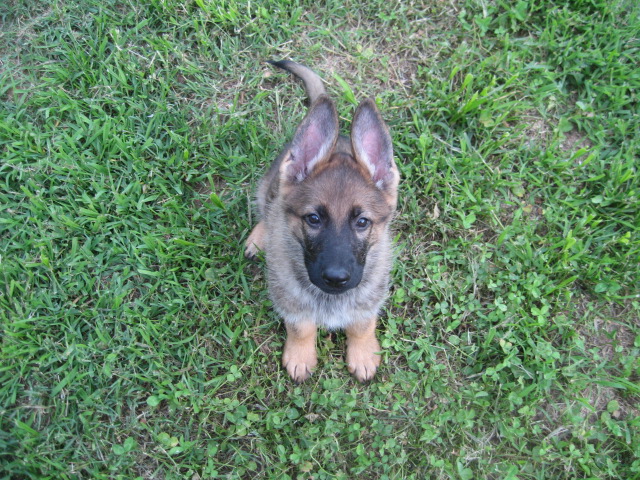 Vomgehrhaus Com German Shepherd Dogs Training And Pet Care Services