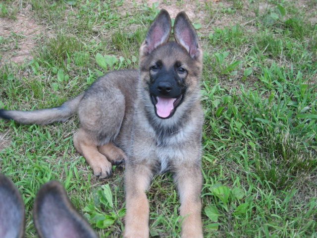 Vomgehrhaus Com German Shepherd Dogs Training And Pet Care Services